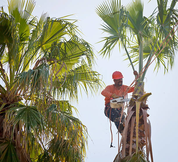 Best Tree Branch Trimming  in USA